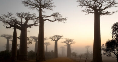 Affenbrotbaum, Madagaskar, Menabe Area: Die bis zu 25 Meter hohen Baumriesen mit ihren flachen Baumkronen sind die Wahrzeichen von Madagaskar. © Thorsten Milse | WWF