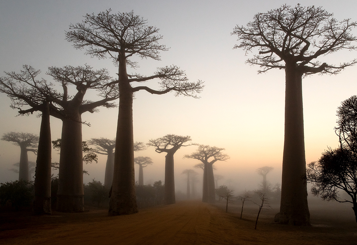 Affenbrotbaum, Madagaskar, Menabe Area: Die bis zu 25 Meter hohen Baumriesen mit ihren flachen Baumkronen sind die Wahrzeichen von Madagaskar. © Thorsten Milse | WWF