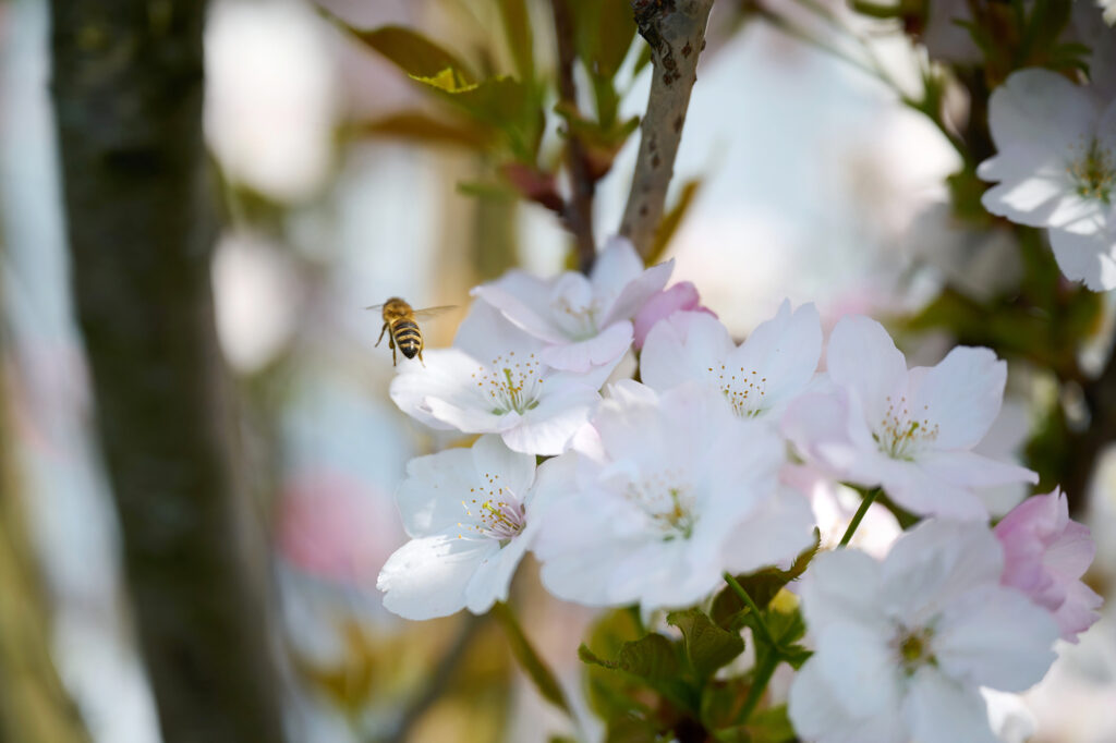 Wiederansiedlung von Bienen: Biodiversität im Oberhafen-Projekt „Grau trifft Grün“ von der Nutzer:innen-Initiative des Oberhafens. © Catrin-Anja Eichinger