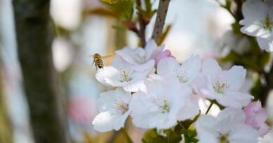 Wiederansiedlung von Bienen: Biodiversität im Oberhafen-Projekt „Grau trifft Grün“ von der Nutzer:innen-Initiative des Oberhafens. © Catrin-Anja Eichinger