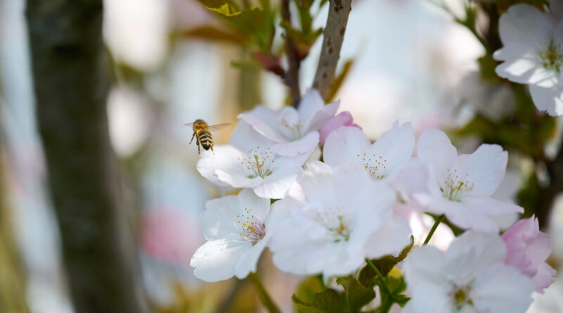 Wiederansiedlung von Bienen: Biodiversität im Oberhafen-Projekt „Grau trifft Grün“ von der Nutzer:innen-Initiative des Oberhafens. © Catrin-Anja Eichinger